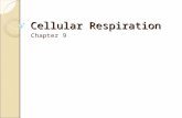 AP Biology - Cellular Respiration