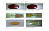 Isolasi Dan Identifikasi Bakteri