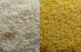 The Golden Rice by Ambesh Srivastava