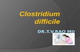 Clostridium difficle