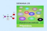 SEMANA 29 Péptidos Y. ALFA AMINOÁCIDOS Son moléculas con un grupo amino en carbono adyacente al grupo carboxilo, ( carbono α) a excepción de prolina e