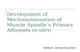 Development of Mechanosensation of Muscle Spindles Primary Afferents in-vitro William James Buchser