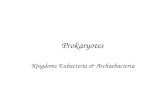 Prokaryotes Kingdoms Eubacteria & Archaebacteria.