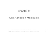 1 Chapter 9 Cell Adhesion Molecules Copyright © 2012, American Society for Neurochemistry. Published by Elsevier Inc. All rights reserved.