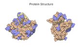 Protein Structure. Biology/Chemistry of Protein Structure Primary Secondary Tertiary Quaternary Assembly Folding Packing Interaction S T R U C T U R E.