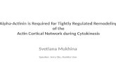 Alpha-Actinin is Required for Tightly Regulated Remodeling of the Actin Cortical Network during Cytokinesis Svetlana Mukhina Speaker: Jerry Qiu, Kunkka.