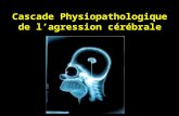 Cascade Physiopathologique de lagression cérébrale.