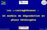 Les -carraghénases : Un modèle de dégradation en phase hétérogène Etienne RebuffetFévrier 2008.