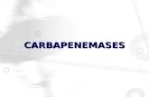 CARBAPENEMASES. β - lactamases (Ambler) Classe A : pénicillinases Sérine protéases inhibées par lacide clav, tazo etc …