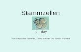 Stammzellen π – day Von Sebastian Kammer, David Becker und Simon Rückert.