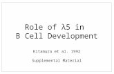 1 Role of »5 in B Cell Development Kitamura et al. 1992 Supplemental Material