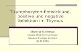 T-Lymphozyten- Entwicklung, positive und negative Selektion im Thymus Martina Mathews Master-Modul Immunologie Nikolaus-Fiebiger-Zentrum 03.11.2009.
