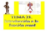 21.-Introduccion a La Fisiologia Renal
