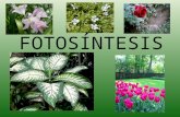 FOTOSÍNTESIS ¿Qué es la Fotosíntesis? La fotosíntesis (del griego antiguo φώτο [foto], "luz", y σύνθεσις [síntesis], "unión") es la conversión de energía