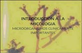 INTRODUCCION A LA MICOLOGIA MICROORGANISMOS CLINICAMENTE IMPORTANTES.