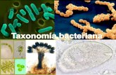 Clase Taxonomia Bacteriana(1)