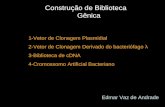 Construção de Biblioteca Gênica 1-Vetor de Clonagem Plasmidial 2-Vetor de Clonagem Derivado do bacteriófago λ 3-Biblioteca de cDNA 4-Cromossomo Artificial.