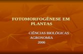 FOTOMORFOGÊNESE EM PLANTAS CIÊNCIAS BIOLÓGICAS CIÊNCIAS BIOLÓGICASAGRONOMIA2006.
