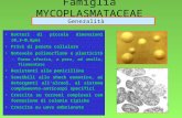 1 Famiglia MYCOPLASMATACEAE Batteri di piccole dimensioni (0,3-0,6μm) Privi di parete cellulare Notevole polimorfismo e plasticità –Forma sferica, a pera,