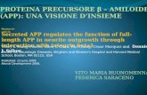 PROTEINA PRECURSORE β – AMILOIDE (APP): UNA VISIONE DINSIEME Secreted APP regulates the function of full-length APP in neurite outgrowth through interaction.