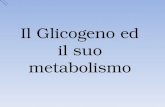 Il Glicogeno ed il suo metabolismo. Polimero di unità di D-glucosio legate con legami glucosidici α 1→4 e ramificate con legami α 1→6 ogni 10 unità FUNZIONE.