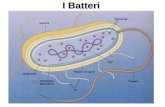I Batteri. Monere procariote Appartenenti al regno delle Monere i batteri sono cellule procariote, che differiscono da quelle eucariote in quanto non.