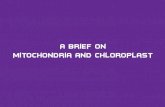 A brief discussion on Mitochondria and Chloroplast