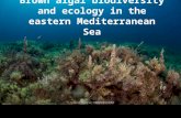 Recent highlights in the exploration of Εast Mediterranean brown algal biodiversity and ecology. Tsiamis K., Panayotidis P., Peters A.F., Kawai H., Salomidi M., Nikolic V., Zuljevic