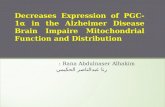 Decreases Expression of PGC-1α in the Alzheimer Disease Brain Impaire Mitochondrial Function and Distribution