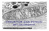 Struktur dan-fungsi-mitokondria