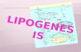 Lipogenesis (Fatty Acid Biosynthesis)