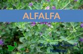 Alfalfa and it's uses