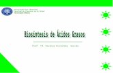 Clase 18 Biosintesis De Acidos Grasos