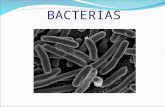 Bacterias Ppt