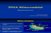 DNA Mitocondrial