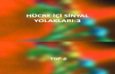 Sinyal Ileti Yollari-3_TGFbeta (1)