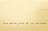 Asam Amino,Peptida Dan Protein Linda