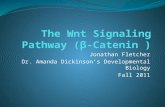 The  Wnt  Signaling  Pathway (β  Catenin )