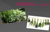 Τα αρωματικά και φαρμακευτικά φυτά της αρχαιότητας