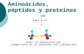 Aminoacidos y proteinas