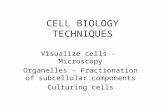 Cell biology techniques