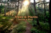 Greek Forest plants