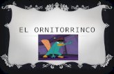El ornitorrinco