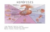 Hipófisis y Hormona del Crecimiento