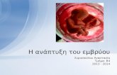 Ανάπτυξη του εμβρύου - (Συριοπούλου Αν.)