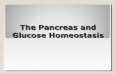 The pancreas and glucose homeostasis l4