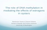 The role of DNA methylation in mediating the effects of estrogens in oysters