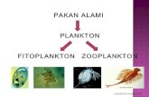 Identifikasi phytoplankton   copy