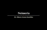 Neisseria (Gonorrea)