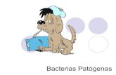 Bacterias Patogenas